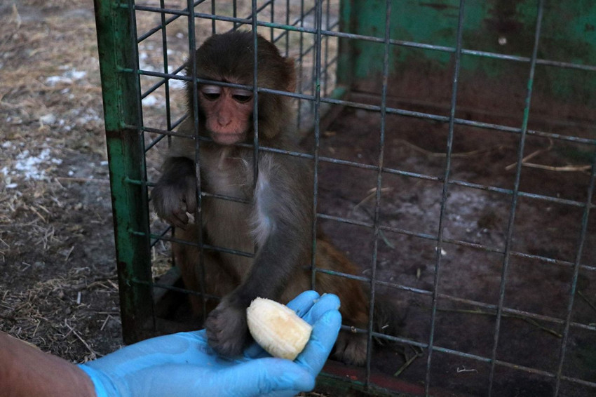 Sahibinin şiddet uyguladığı minik maymun kurtarılarak, koruma altına alındı - Resim: 1