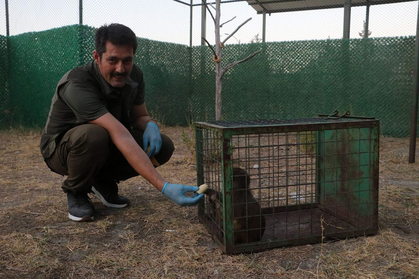 Sahibinin şiddet uyguladığı minik maymun kurtarılarak, koruma altına alındı - Resim: 2