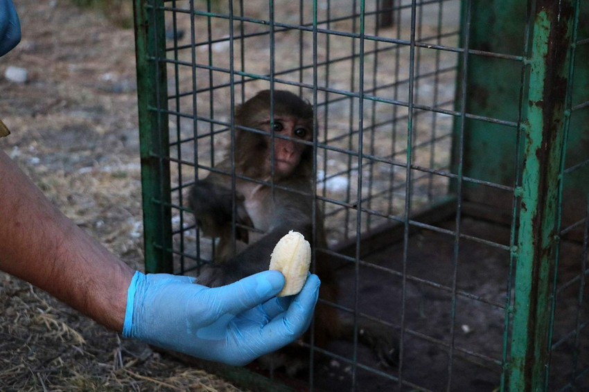 Sahibinin şiddet uyguladığı minik maymun kurtarılarak, koruma altına alındı - Resim: 3