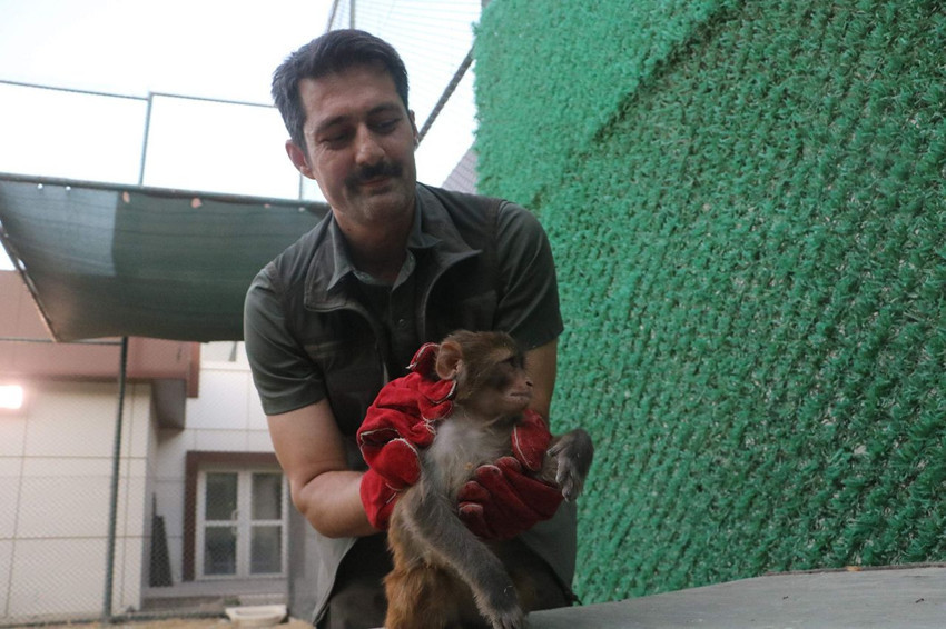 Sahibinin şiddet uyguladığı minik maymun kurtarılarak, koruma altına alındı - Resim: 4
