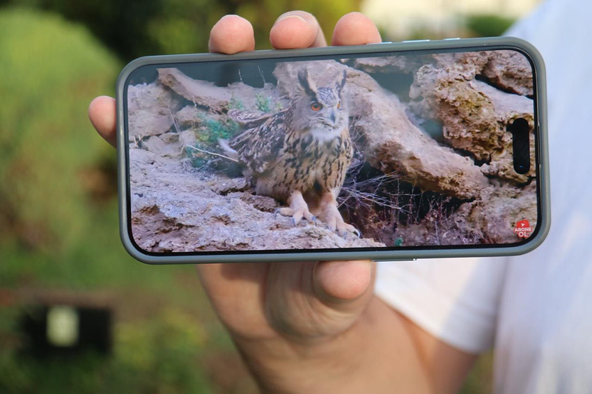 Doğanın kamuflaj ustası ''Puhu'' Sivas'ta görüntülendi - Resim: 4