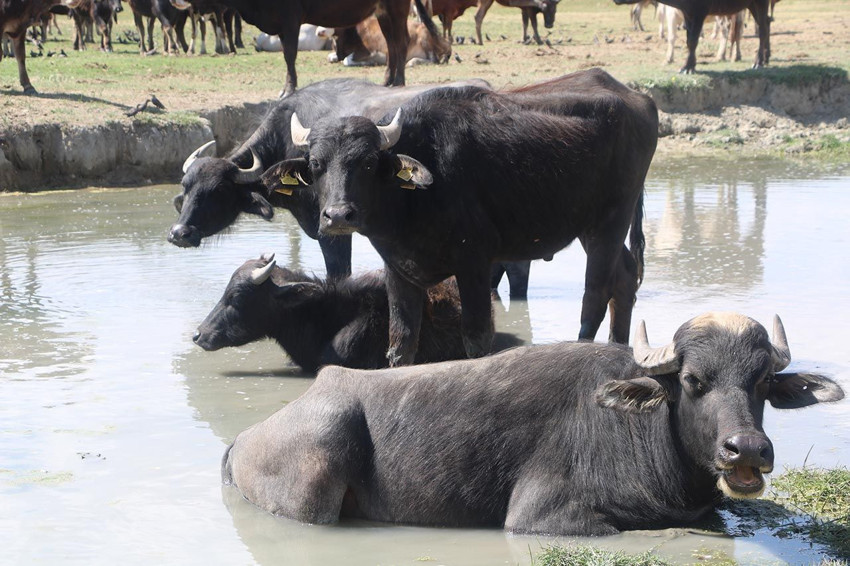 4 yıl önce başlayan proje, 700 aileye geçim kapısı oldu - Resim: 3