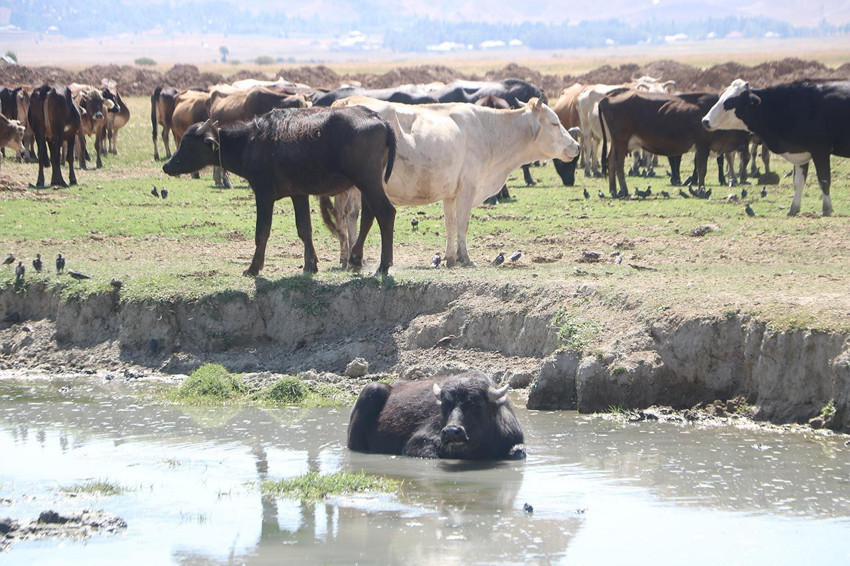 4 yıl önce başlayan proje, 700 aileye geçim kapısı oldu - Resim: 1