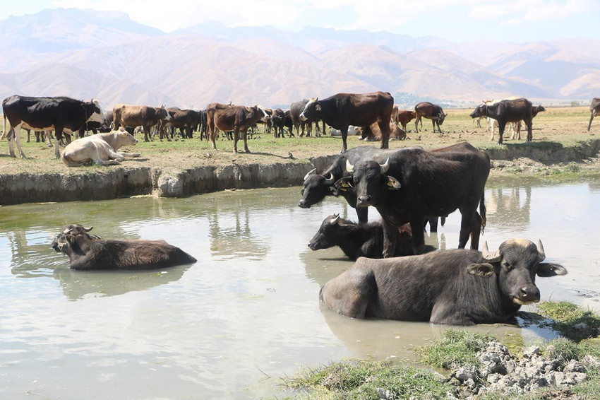 4 yıl önce başlayan proje, 700 aileye geçim kapısı oldu - Resim: 4