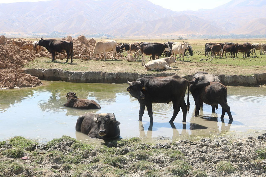 4 yıl önce başlayan proje, 700 aileye geçim kapısı oldu - Resim: 2