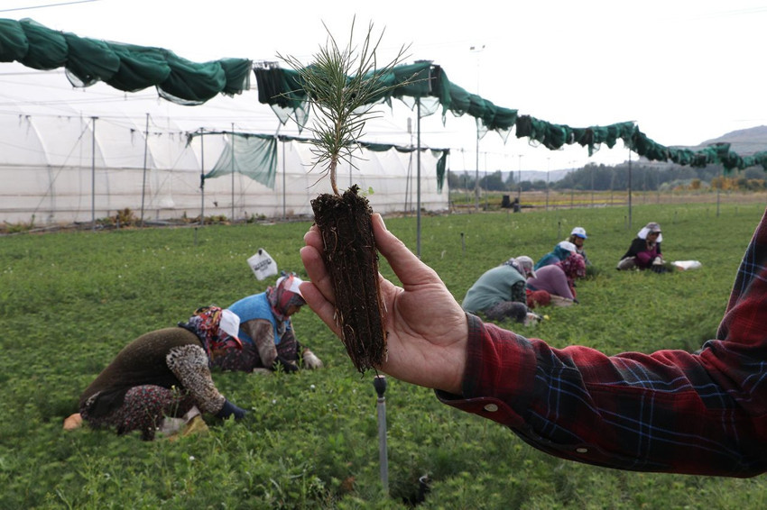 Türkiye'nin kömüre dönen yemyeşil cennetlerini yeniden bu fidanlar yeşertecek - Resim: 2