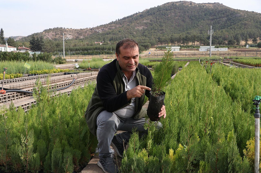 Türkiye'nin kömüre dönen yemyeşil cennetlerini yeniden bu fidanlar yeşertecek - Resim: 4