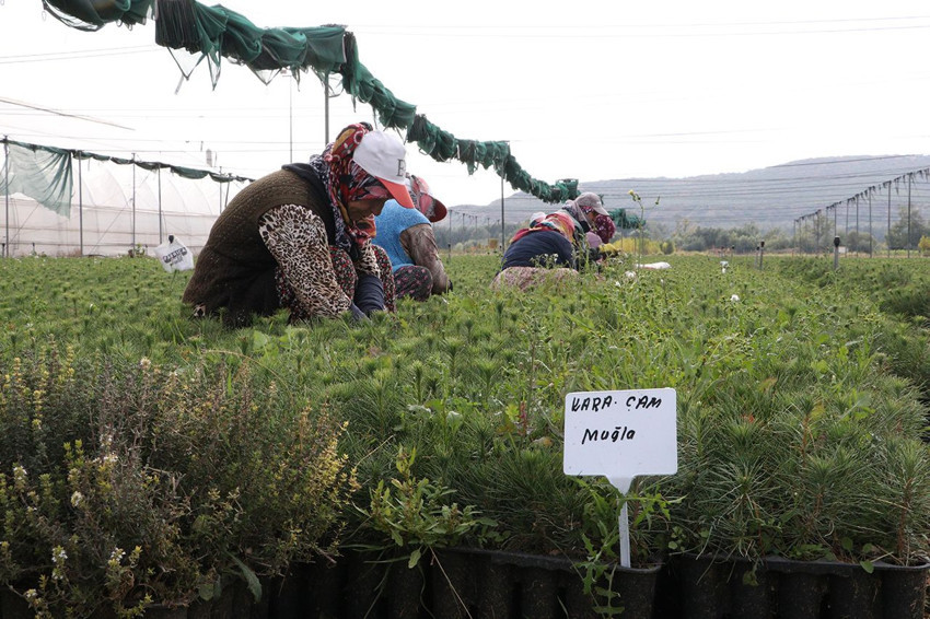 Türkiye'nin kömüre dönen yemyeşil cennetlerini yeniden bu fidanlar yeşertecek - Resim: 3