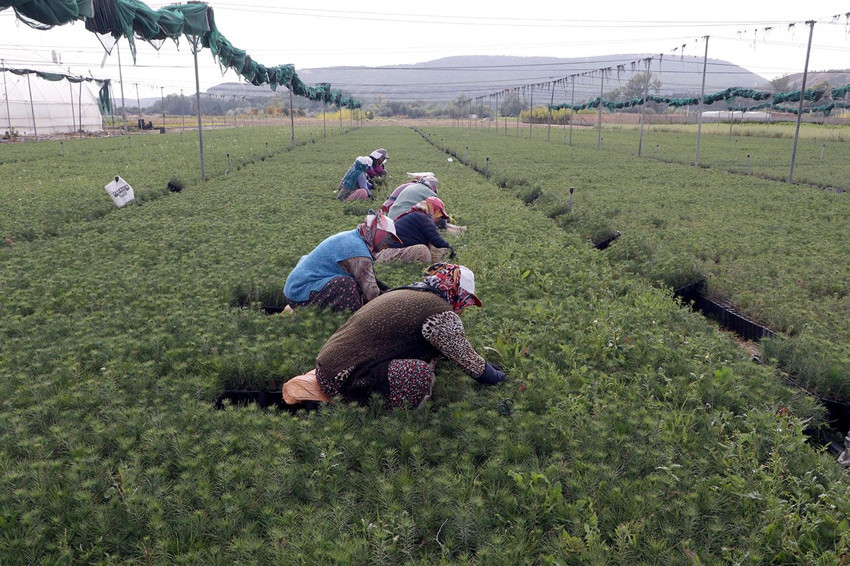 Türkiye'nin kömüre dönen yemyeşil cennetlerini yeniden bu fidanlar yeşertecek - Resim: 1