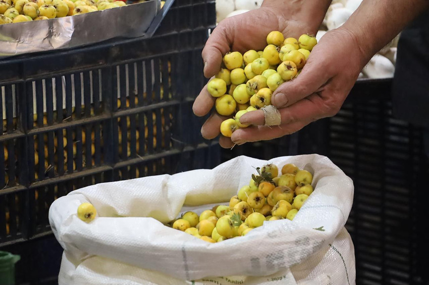 Türkiye'nin doğada kendi kendine yetişen kalp dostu şifa kaynağı tezgahlara indi... - Resim: 1