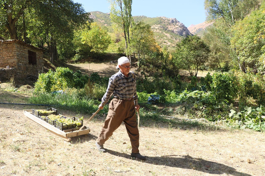 Hakkari'nin 80 yaşındaki Süso dedesinin hem yıllara hem de doğanın zorluklarına meydan okuyor! - Resim: 3