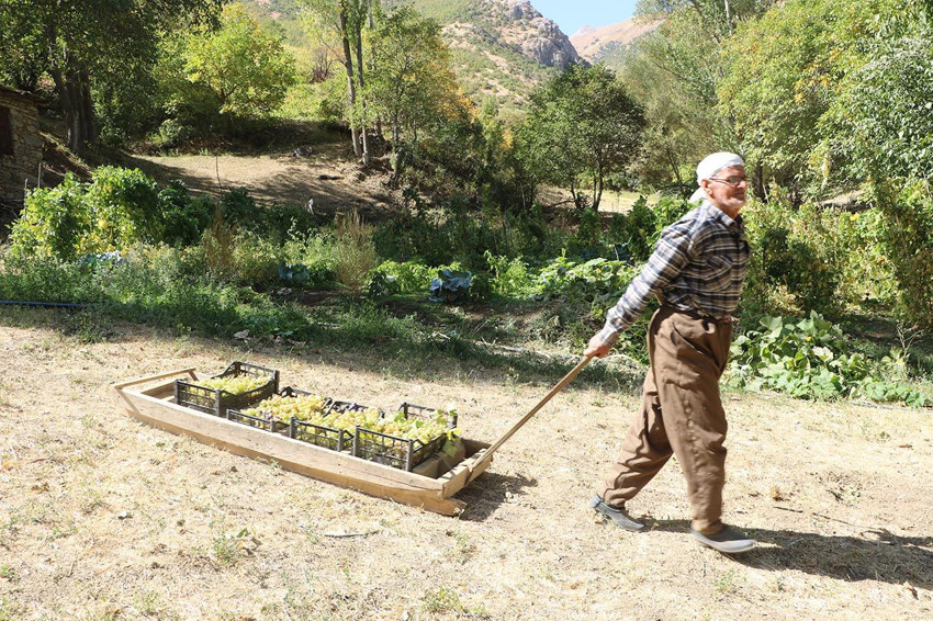 Hakkari'nin 80 yaşındaki Süso dedesinin hem yıllara hem de doğanın zorluklarına meydan okuyor! - Resim: 4