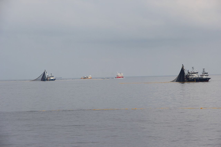 Karadeniz'in, Marmara'nın yüzen altını hamsiden de kötü haber geldi... - Resim: 2