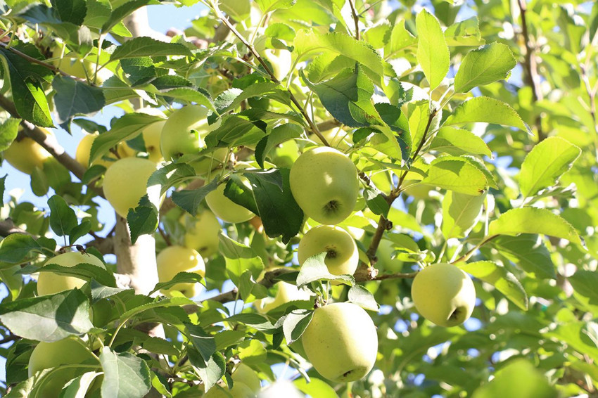 Türkiye'nin en lezzetlisinde buruk hasat başladı: Bu sene yüzde 40 kayıp var - Resim: 4