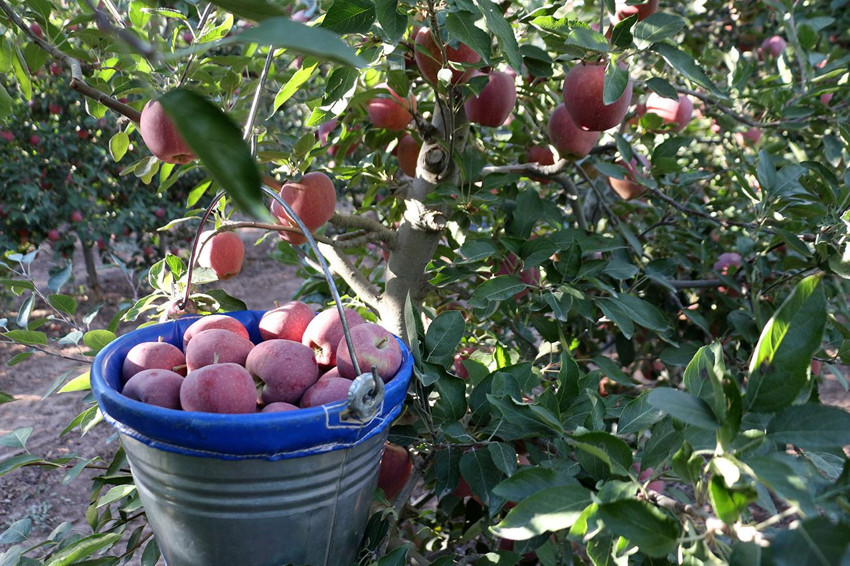 Türkiye'nin en lezzetlisinde buruk hasat başladı: Bu sene yüzde 40 kayıp var - Resim: 2