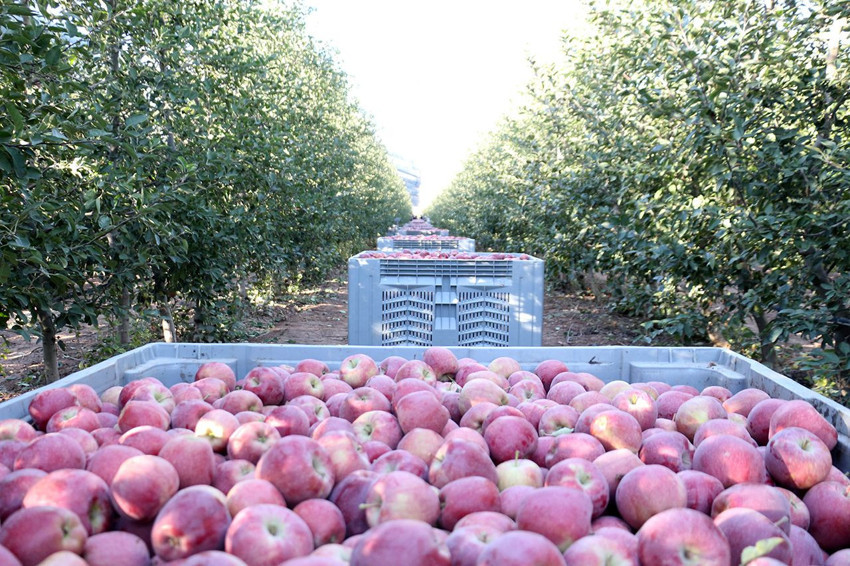 Türkiye'nin en lezzetlisinde buruk hasat başladı: Bu sene yüzde 40 kayıp var - Resim: 1