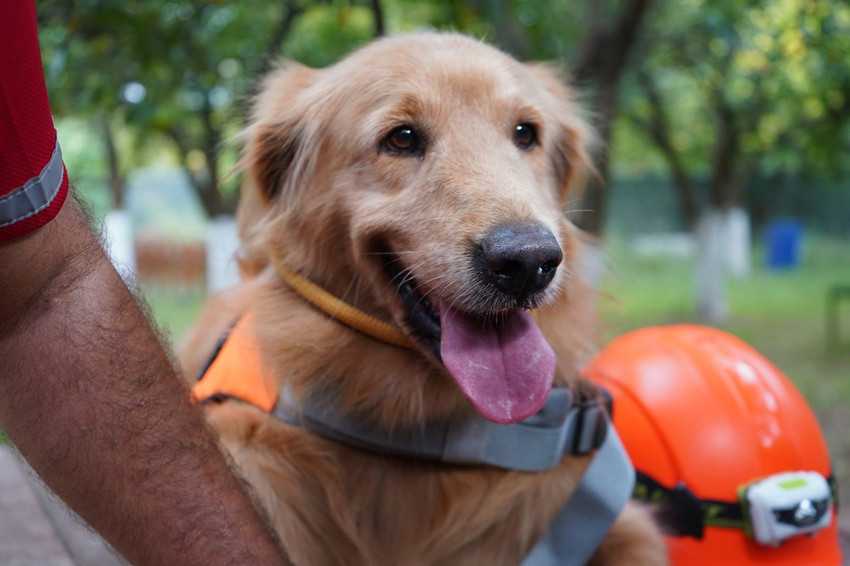 Evlerimizin 4 ayaklı canları artık hayatımızı kurtarabilir - Resim: 3