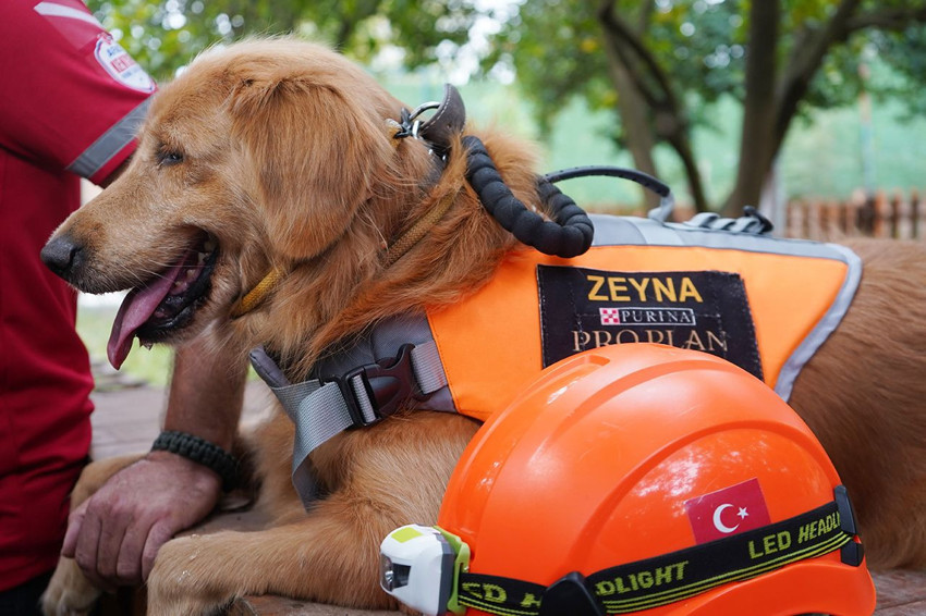 Evlerimizin 4 ayaklı canları artık hayatımızı kurtarabilir - Resim: 4
