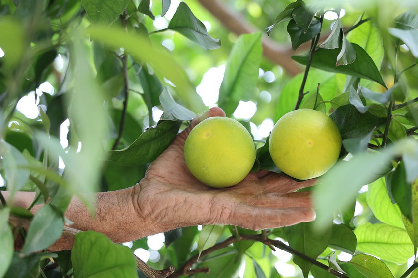 Bu köyde vatandaş kelimenin tam anlamıyla ne ekerse onu biçebiliyor... - Resim: 2