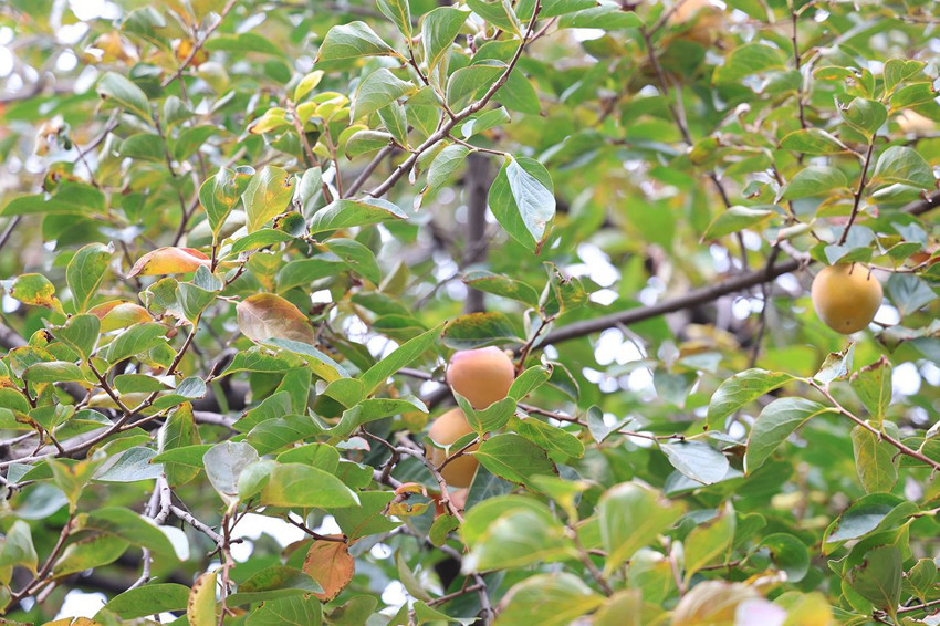 Bu köyde vatandaş kelimenin tam anlamıyla ne ekerse onu biçebiliyor... - Resim: 4