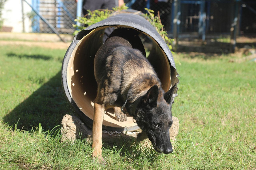 ''Uyuşturucuya alıştırıyorlar'' diyen bile vardı... Narkotik köpeklerinin sırrı çözüldü - Resim: 1