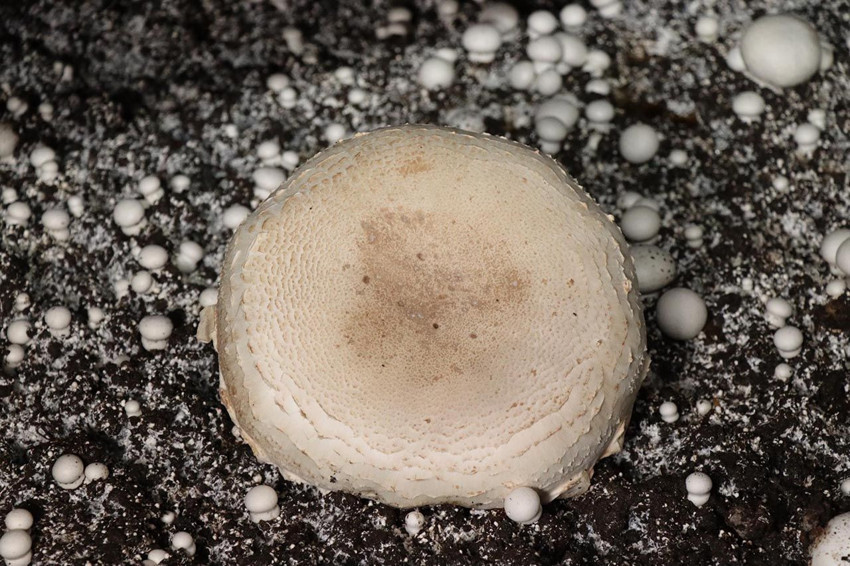 İstanbul'da yöneticilik koltuğunu bıraktı, memleketinde üretici oldu - Resim: 4