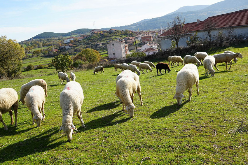 Üniversiteyi bitirip döndüğü köyünde kendi işinin patronu oldu - Resim: 3