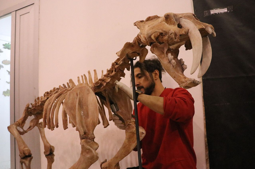 Türkiye'de bulunan milyonlarca yıllık dinozor fosilleri böyle geri döndürülüyor - Resim: 1