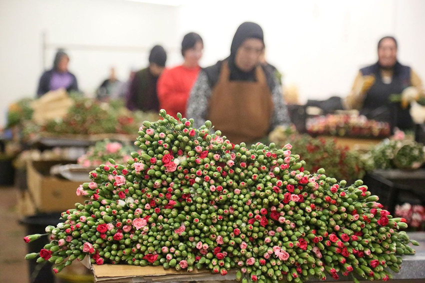 Türkiye'den Avrupa'ya 12 milyon Dolarlık yılbaşı ihracatı başladı! - Resim: 2