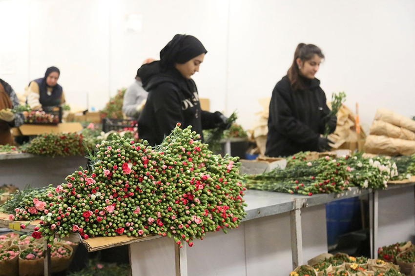 Türkiye'den Avrupa'ya 12 milyon Dolarlık yılbaşı ihracatı başladı! - Resim: 3