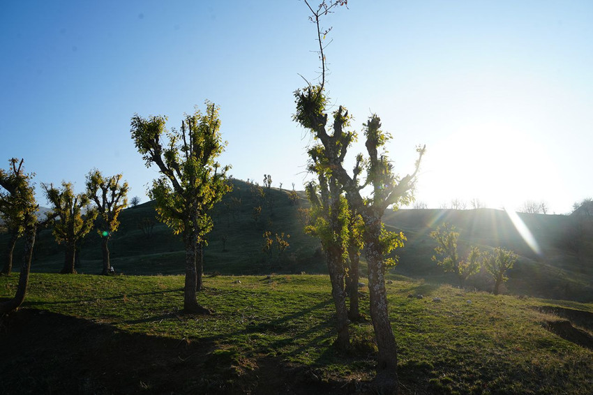 Aralık ayını Mart ayı sandılar... Tüm bahçeler yeşerdi, vatandaş neye uğradığını şaşırdı - Resim: 2