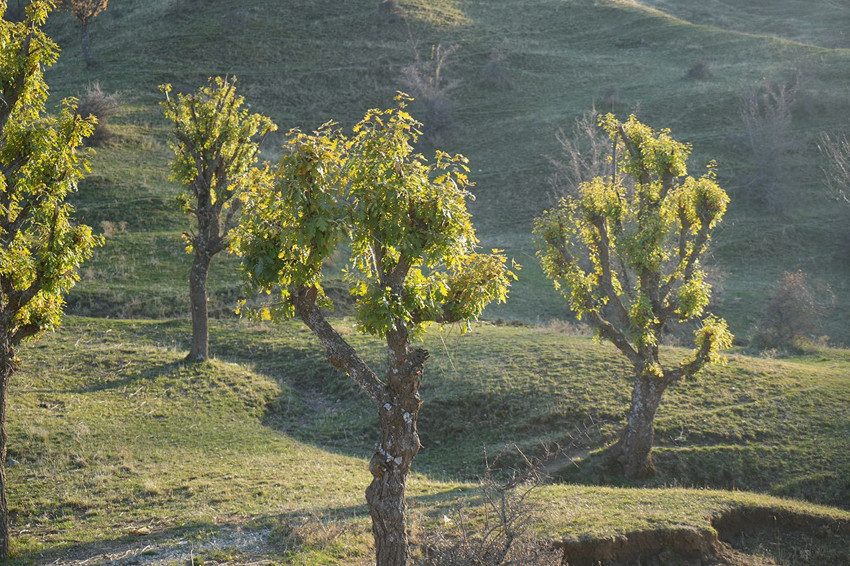 Aralık ayını Mart ayı sandılar... Tüm bahçeler yeşerdi, vatandaş neye uğradığını şaşırdı - Resim: 3