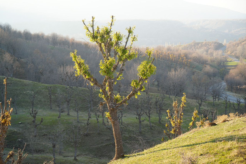Aralık ayını Mart ayı sandılar... Tüm bahçeler yeşerdi, vatandaş neye uğradığını şaşırdı - Resim: 4
