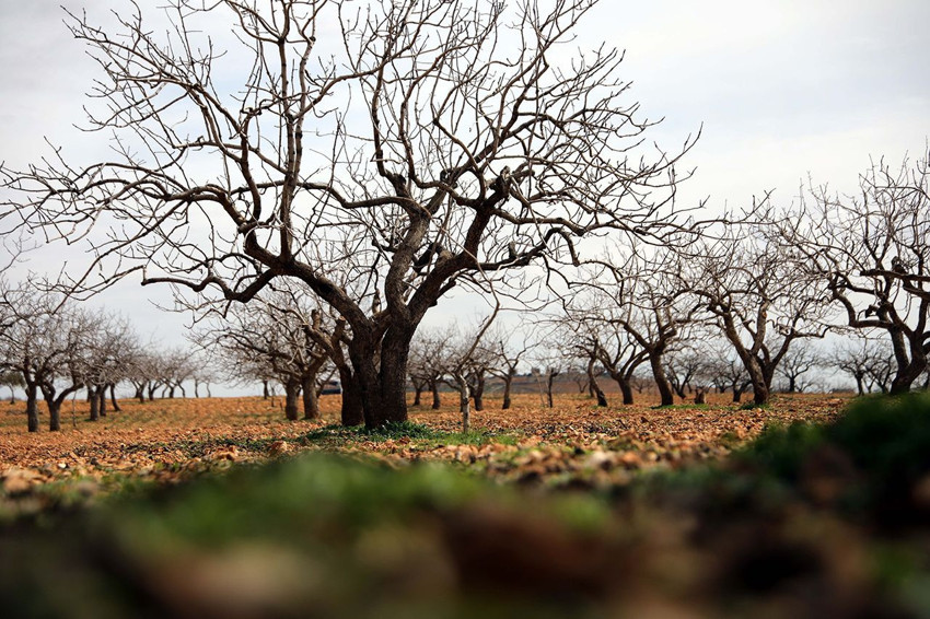 Türkiye'nin ''yeşil altını''ndan müjdeli haber geldi: Bu yıl bir rekor kırılacak! - Resim: 4