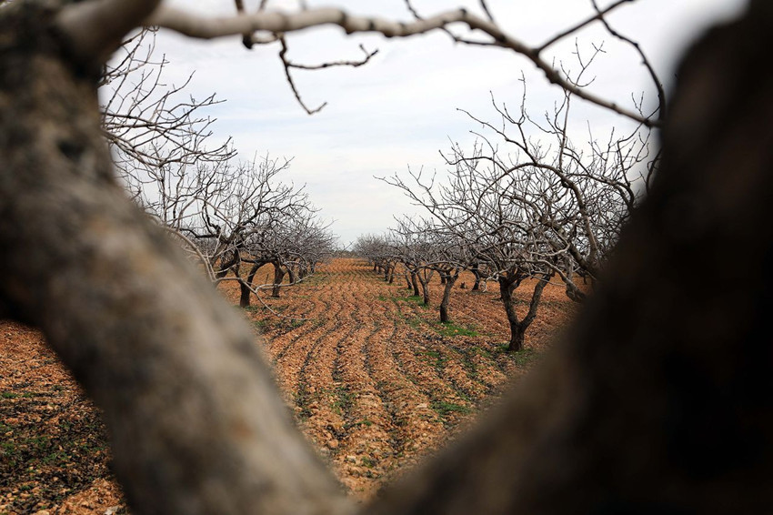 Türkiye'nin ''yeşil altını''ndan müjdeli haber geldi: Bu yıl bir rekor kırılacak! - Resim: 3