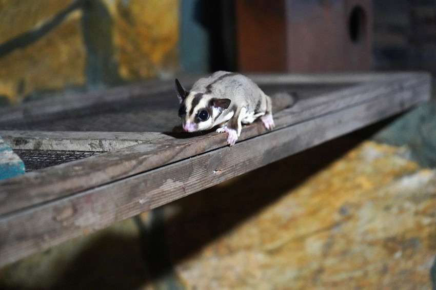 Antalya'da uçan sincap operasyonu! Doğanın en sıradışı canlıları ele geçirildi - Resim: 4