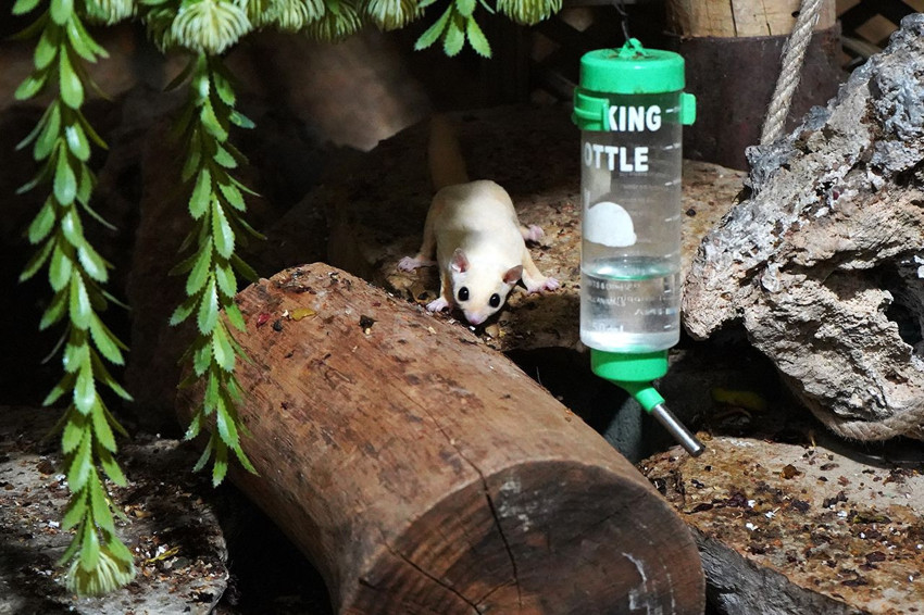 Antalya'da uçan sincap operasyonu! Doğanın en sıradışı canlıları ele geçirildi - Resim: 3