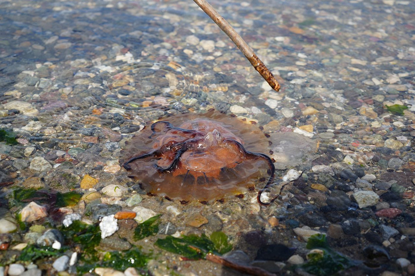 Tatilciler, balıkçılar dikkat! Yaz ayları öncesi ölümcül tür mavi vatanda görüntülendi! - Resim: 2
