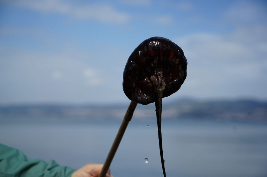 Tatilciler, balıkçılar dikkat! Yaz ayları öncesi ölümcül tür mavi vatanda görüntülendi! - Resim: 3