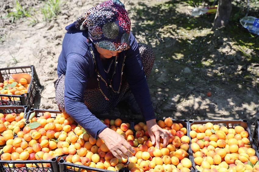 Erkenci hasat için kollar sıvandı: Bahçede kilosu 80 TL - Resim: 3