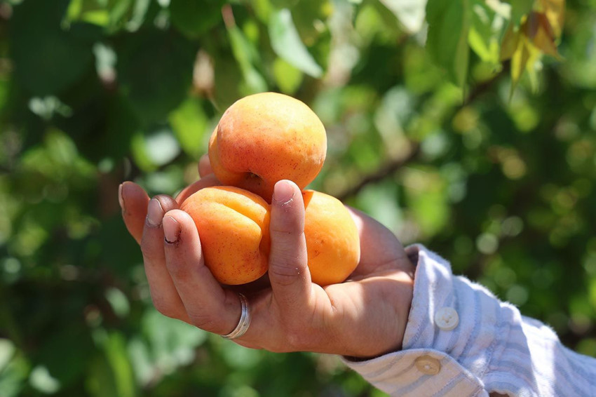 Erkenci hasat için kollar sıvandı: Bahçede kilosu 80 TL - Resim: 4