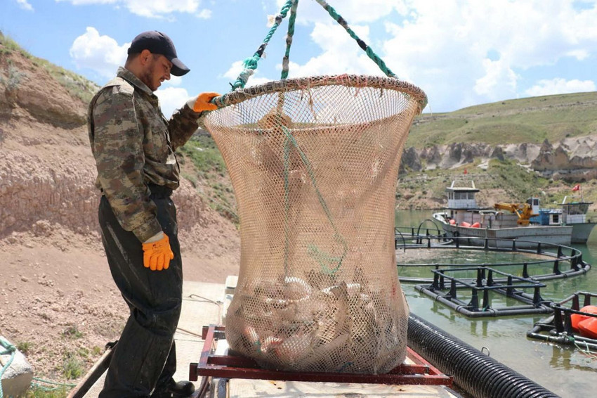 Denizi olmayan Kayseri'den 49 ülkeye somon ihracatı: Yamula Barajı'nda günlük 100 ton hasat - Resim: 2