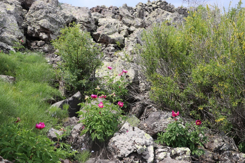 Erciyes'te endemik şakayıklar ilk kez Haziran'da açtı: Koparmanın cezası 699 bin TL - Resim: 3