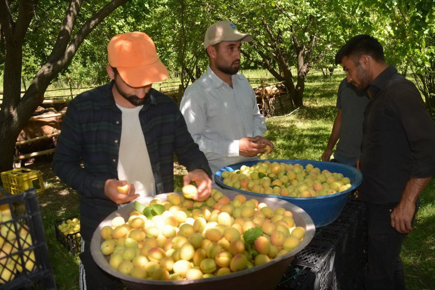 Türkiye'nin coğrafi işaretli eşsiz lezzetlinde zarar 40 milyon dolara ulaştı! - Resim: 4
