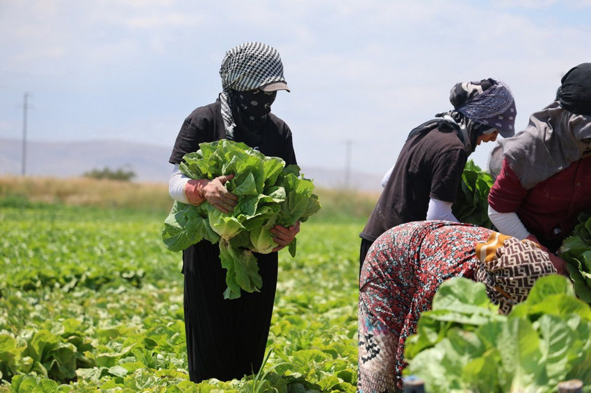 Tarlada 5, markette 50 TL! Fiyatlara tüketici de, üretici de isyan etti - Resim: 2