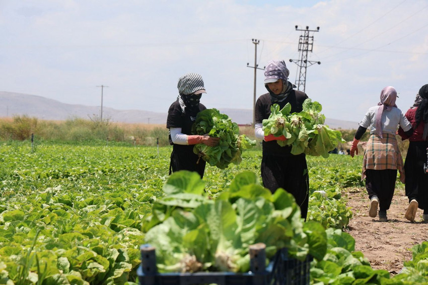 Tarlada 5, markette 50 TL! Fiyatlara tüketici de, üretici de isyan etti - Resim: 7