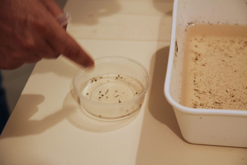 Sıcak havaların ölümcül sivrisinek kabusu geri döndü! - Resim: 2