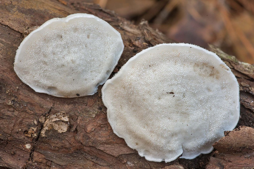 Bilim insanları dünyanın en acı maddesini buldu - Resim: 2