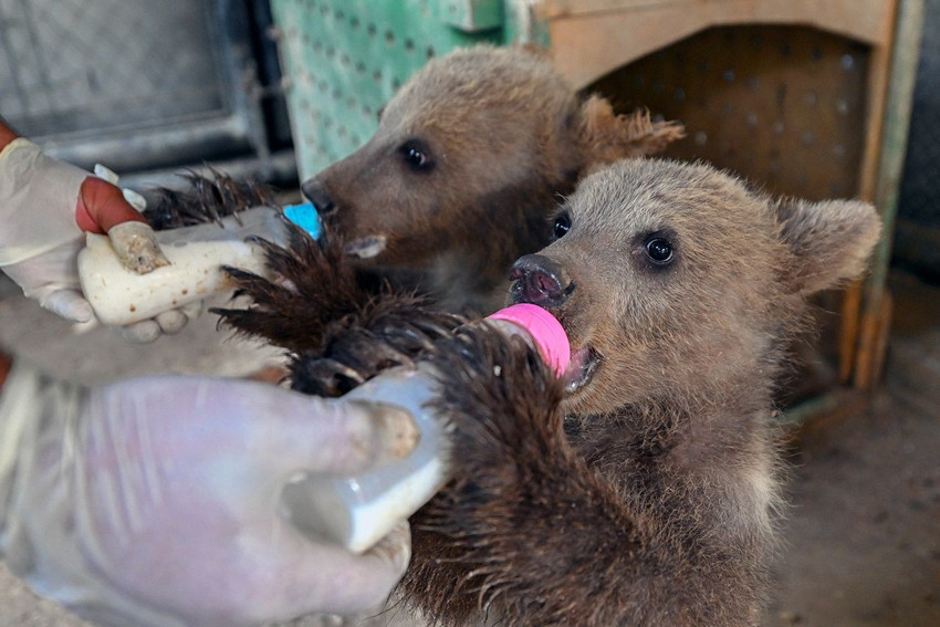 Bu da Türkiye'nin hayvanlar anaokulu: Lemur, geyik, zebra, tay ve 2 minik ayı yavrusu... - Resim: 1