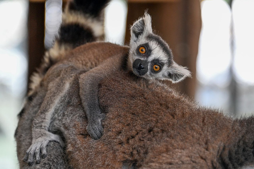 Bu da Türkiye'nin hayvanlar anaokulu: Lemur, geyik, zebra, tay ve 2 minik ayı yavrusu... - Resim: 4